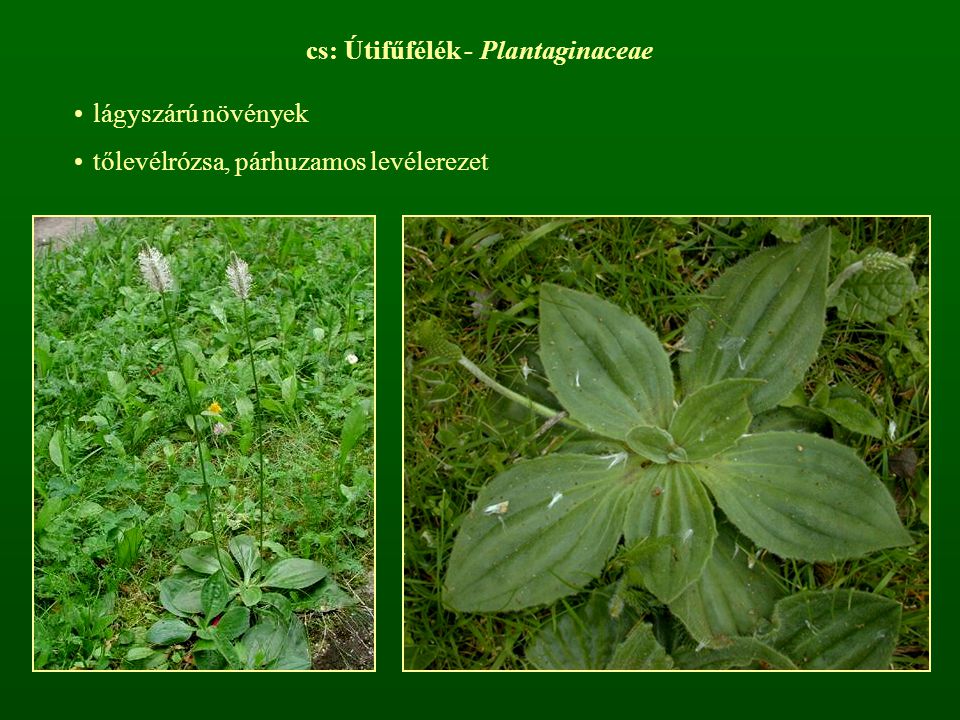 cs: Útifűfélék - Plantaginaceae