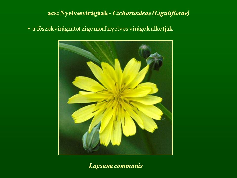 acs: Nyelvesvirágúak - Cichorioideae (Liguliflorae)