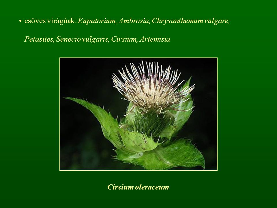 csöves virágúak: Eupatorium, Ambrosia, Chrysanthemum vulgare, Petasites, Senecio vulgaris, Cirsium, Artemisia