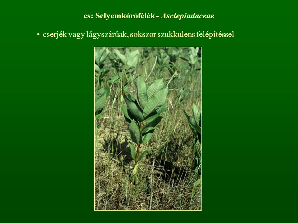cs: Selyemkórófélék - Asclepiadaceae
