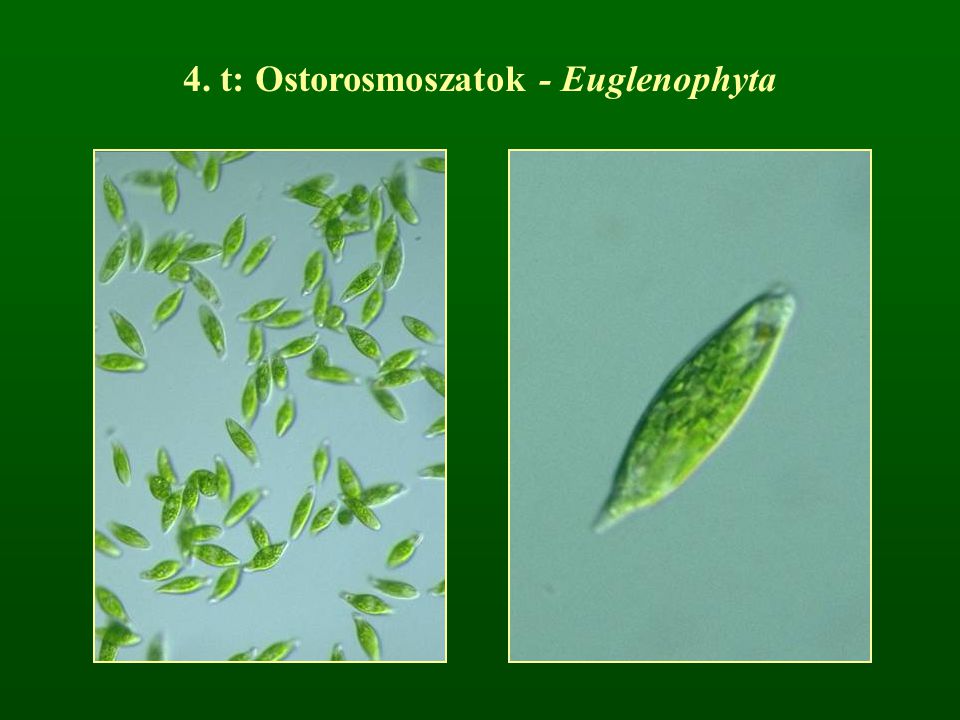 4. t: Ostorosmoszatok - Euglenophyta