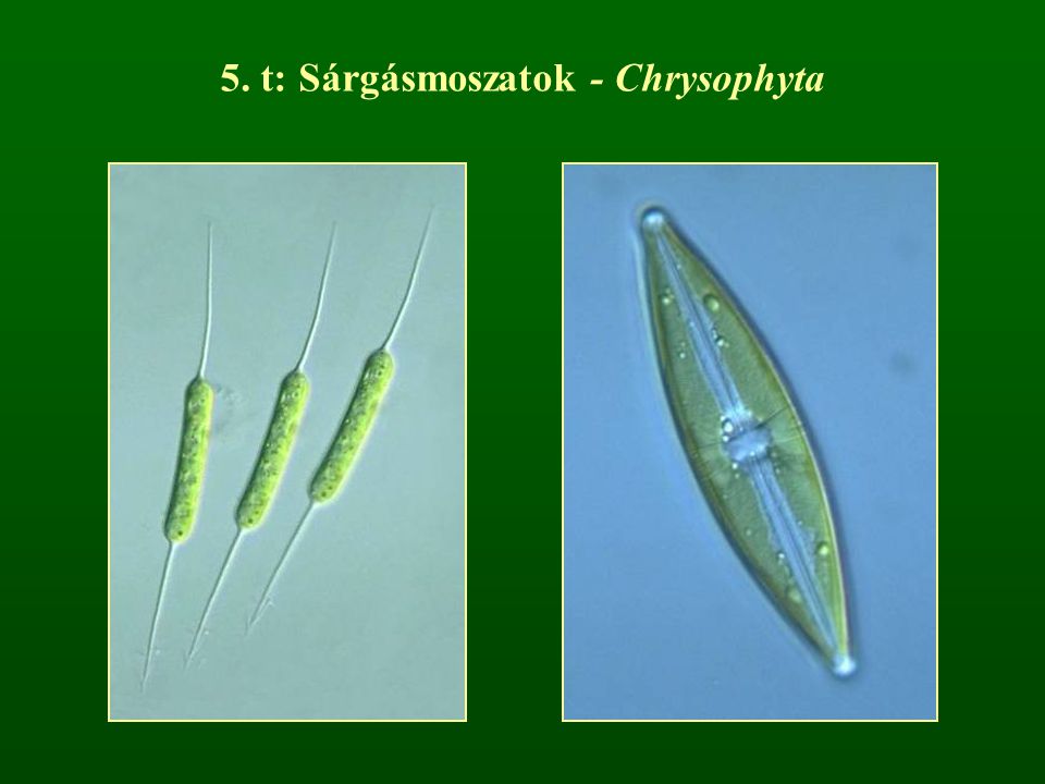 5. t: Sárgásmoszatok - Chrysophyta