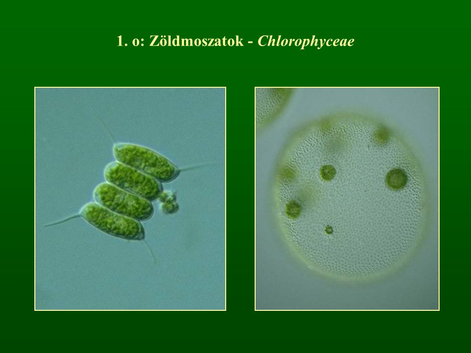 1. o: Zöldmoszatok - Chlorophyceae