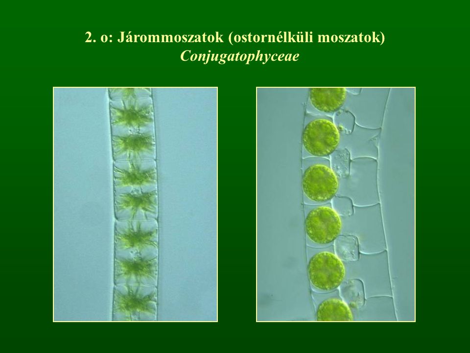 2. o: Járommoszatok (ostornélküli moszatok) Conjugatophyceae