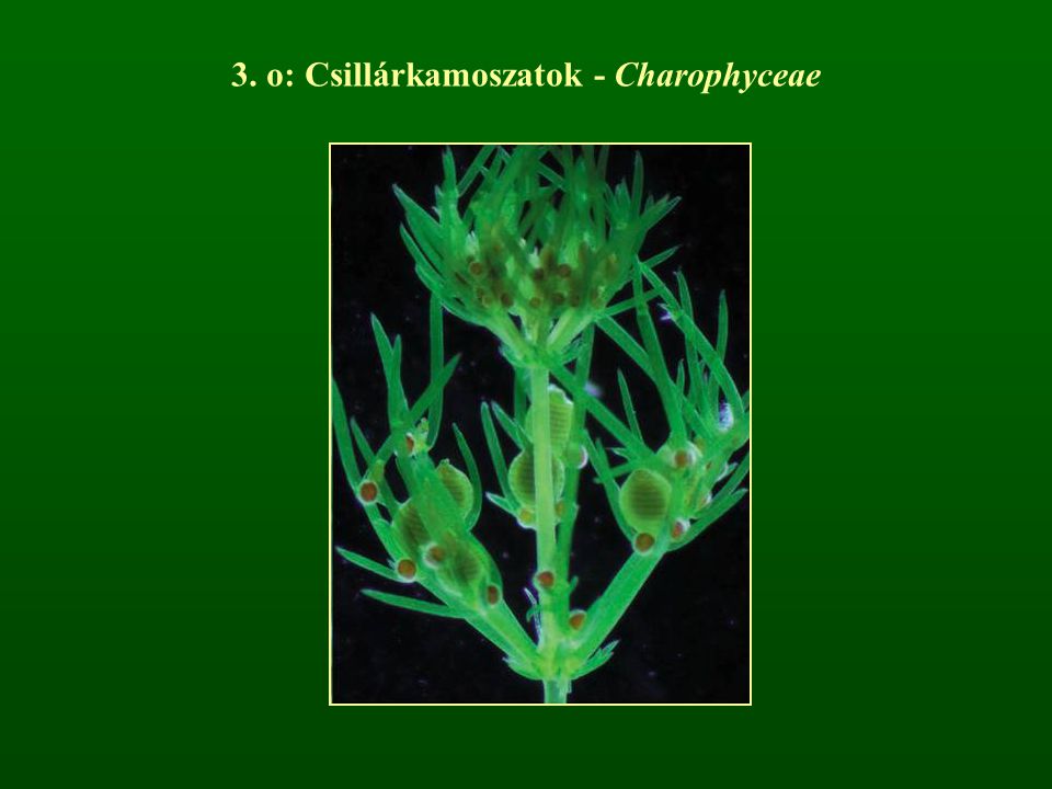 3. o: Csillárkamoszatok - Charophyceae