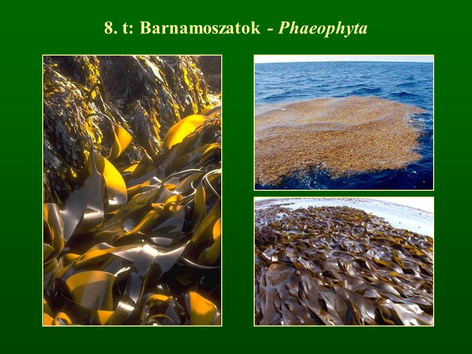 8. t: Barnamoszatok - Phaeophyta