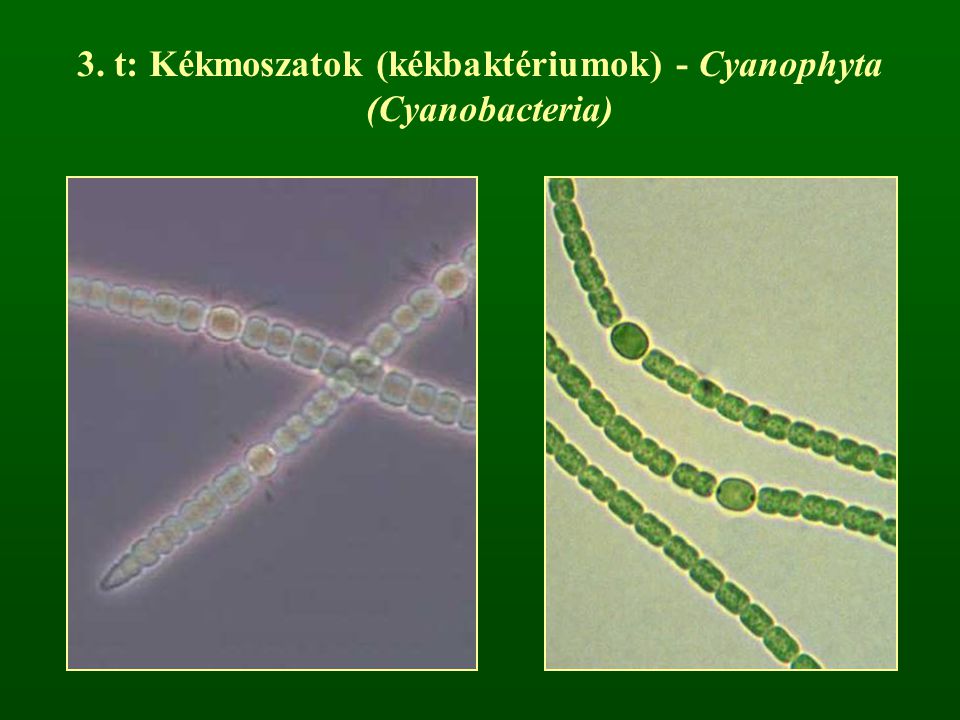 3. t: Kékmoszatok (kékbaktériumok) - Cyanophyta (Cyanobacteria)