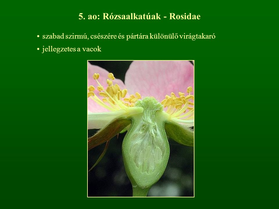 5. ao: Rózsaalkatúak - Rosidae