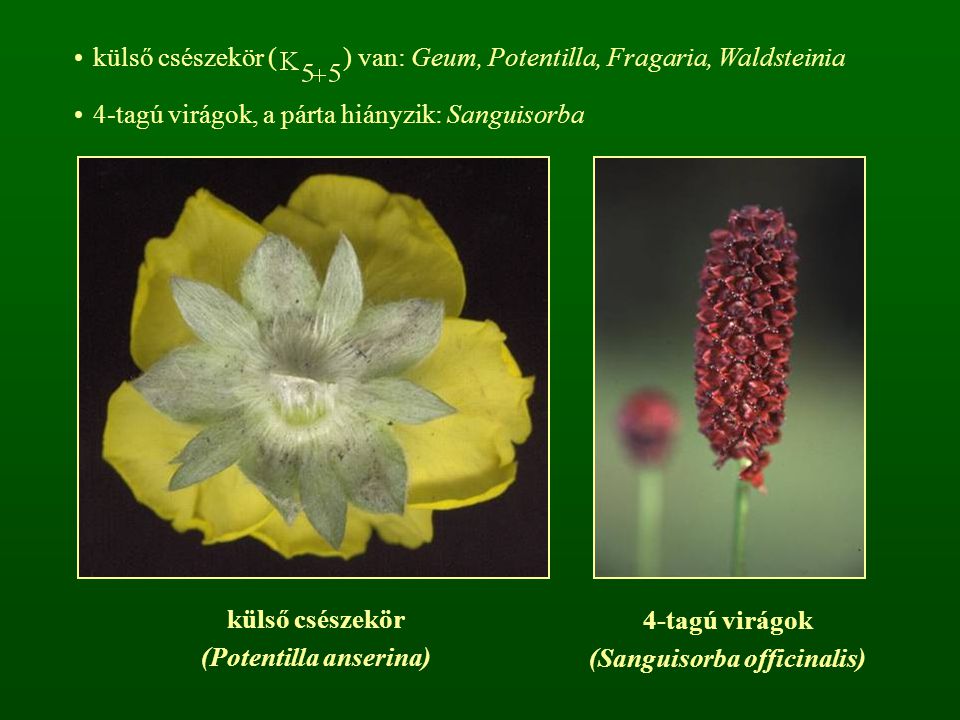 (Potentilla anserina) (Sanguisorba officinalis)