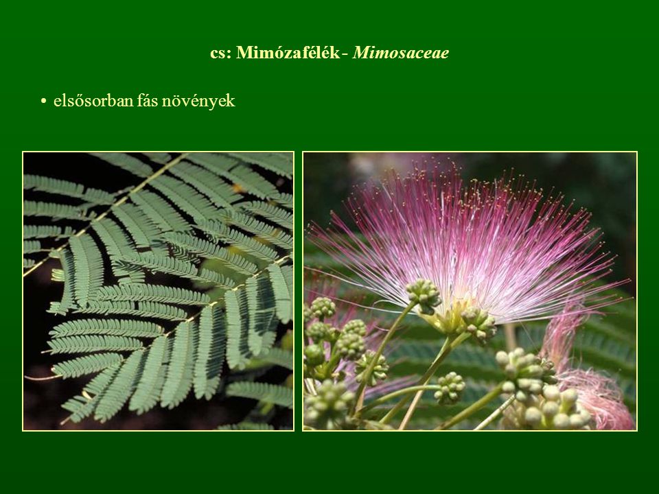 cs: Mimózafélék - Mimosaceae