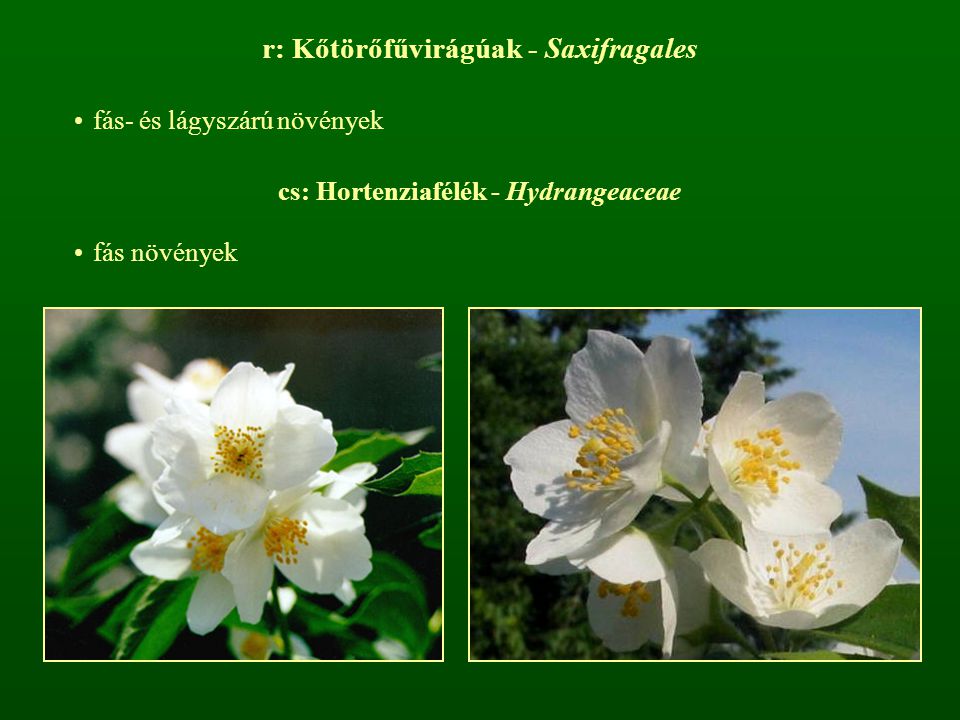 r: Kőtörőfűvirágúak - Saxifragales