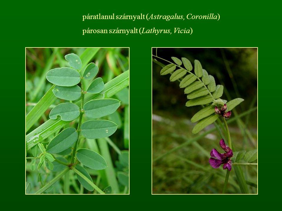 páratlanul szárnyalt (Astragalus, Coronilla)