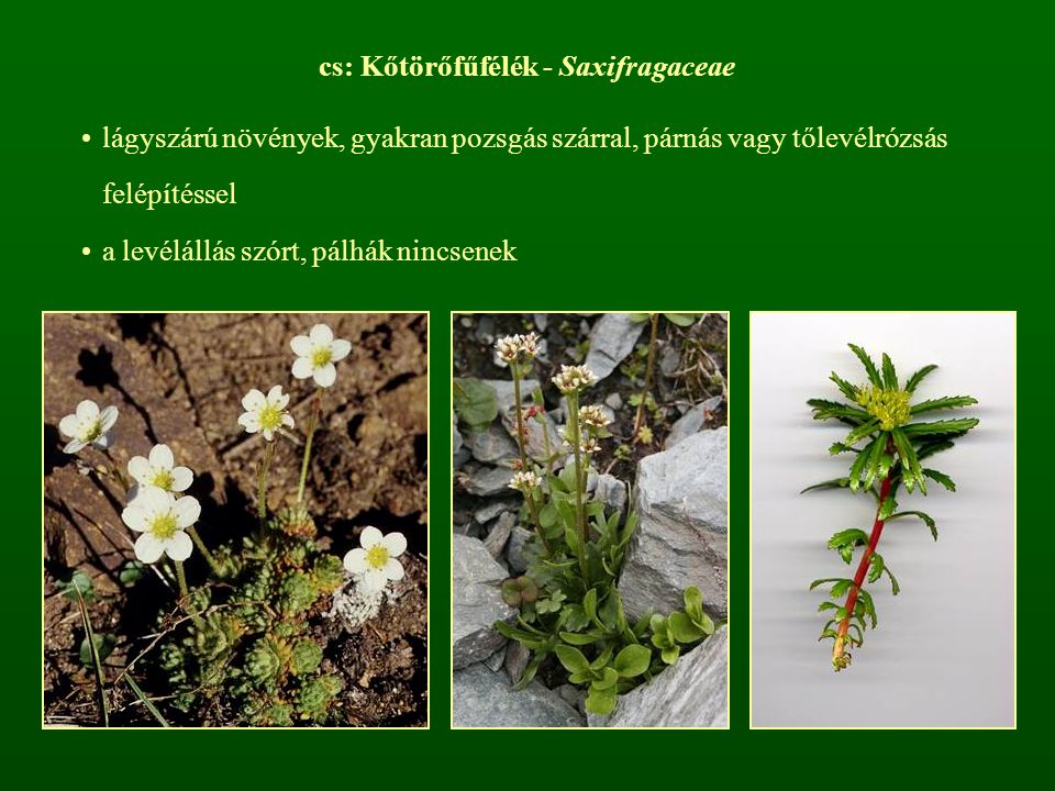 cs: Kőtörőfűfélék - Saxifragaceae