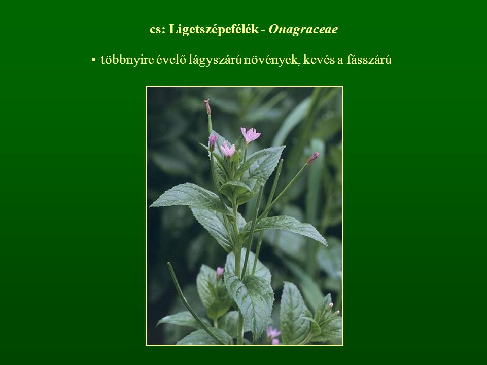 cs: Ligetszépefélék - Onagraceae