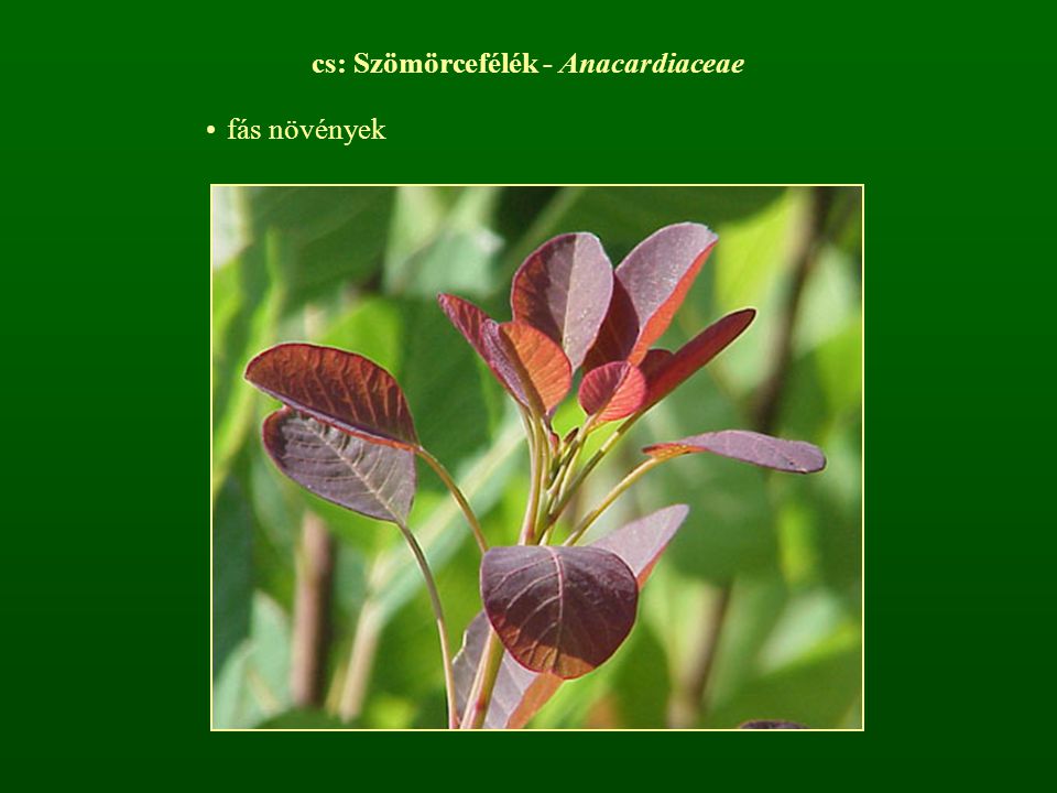 cs: Szömörcefélék - Anacardiaceae