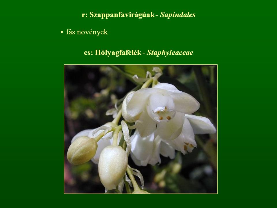 cs: Hólyagfafélék - Staphyleaceae