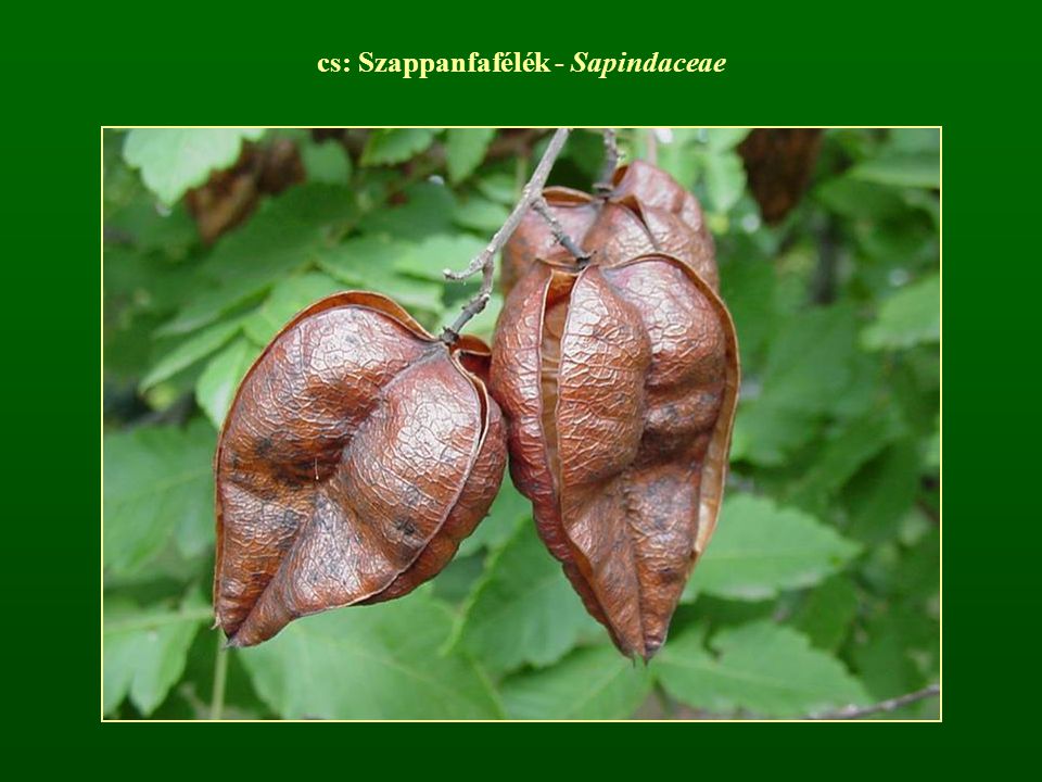 cs: Szappanfafélék - Sapindaceae