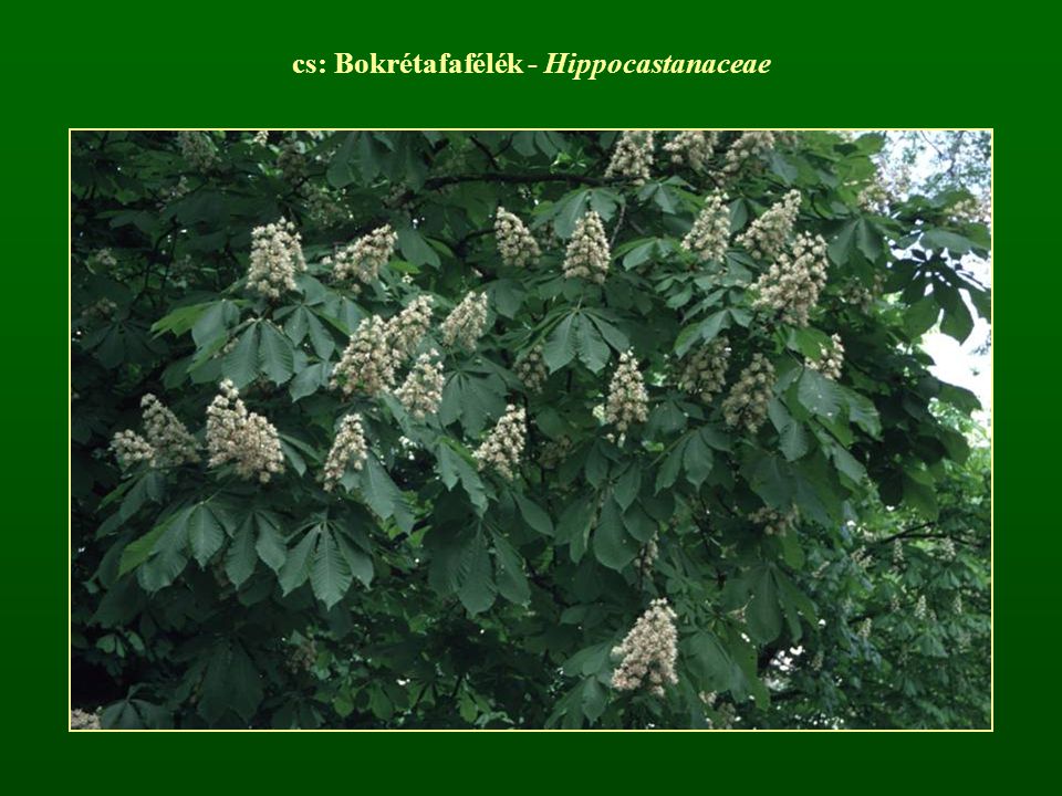 cs: Bokrétafafélék - Hippocastanaceae