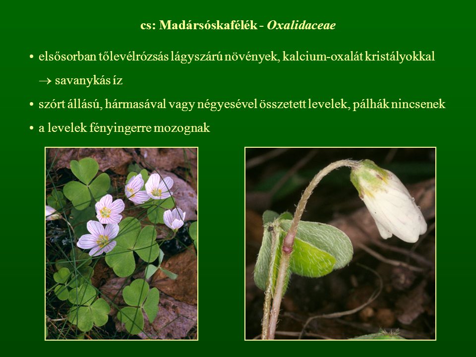 cs: Madársóskafélék - Oxalidaceae