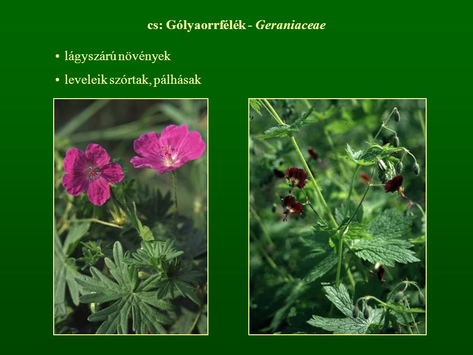 cs: Gólyaorrfélék - Geraniaceae