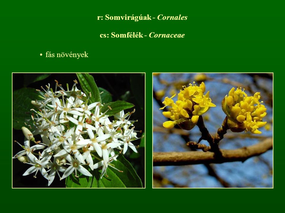 r: Somvirágúak - Cornales cs: Somfélék - Cornaceae fás növények