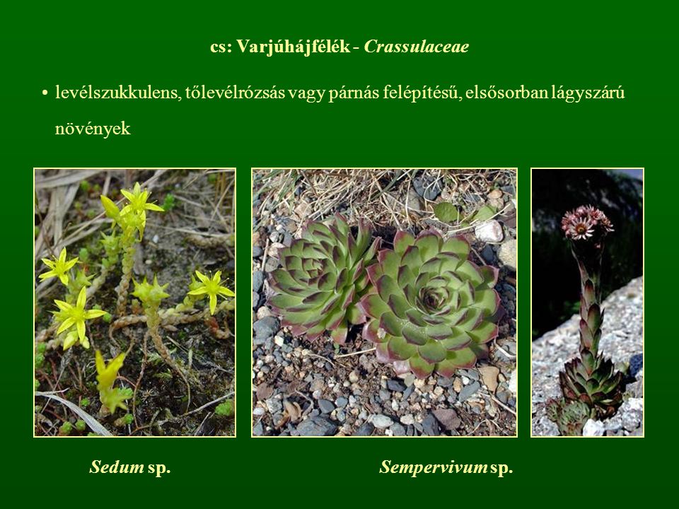 cs: Varjúhájfélék - Crassulaceae