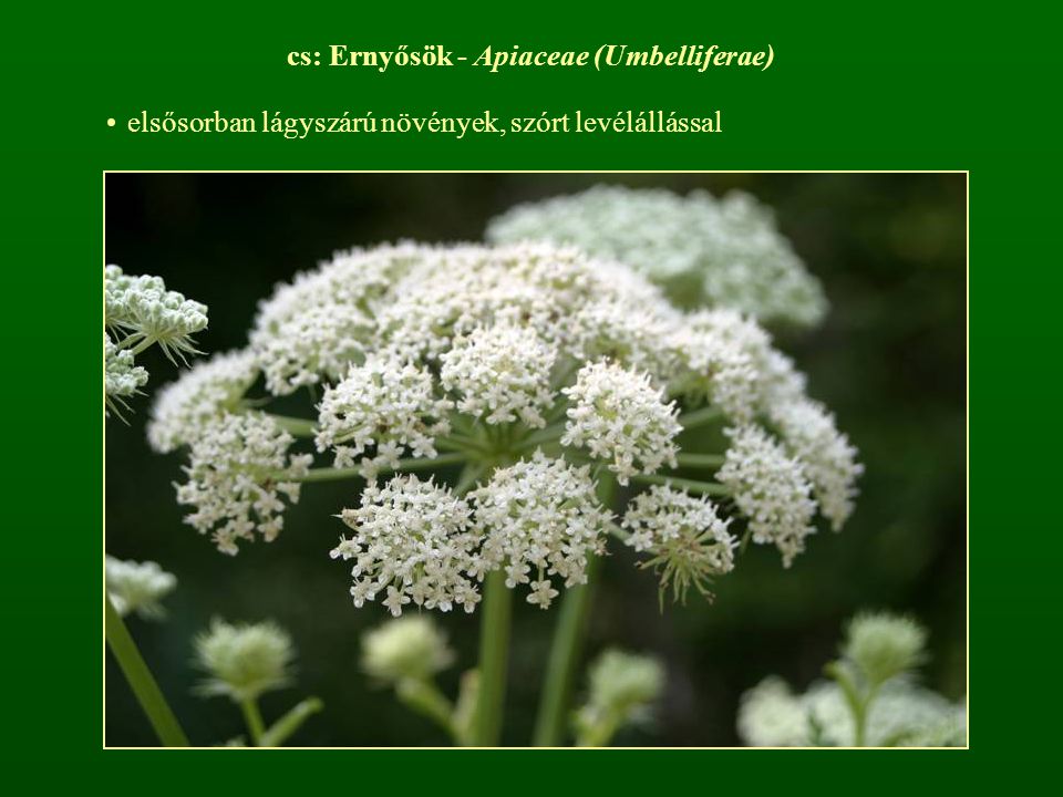 cs: Ernyősök - Apiaceae (Umbelliferae)