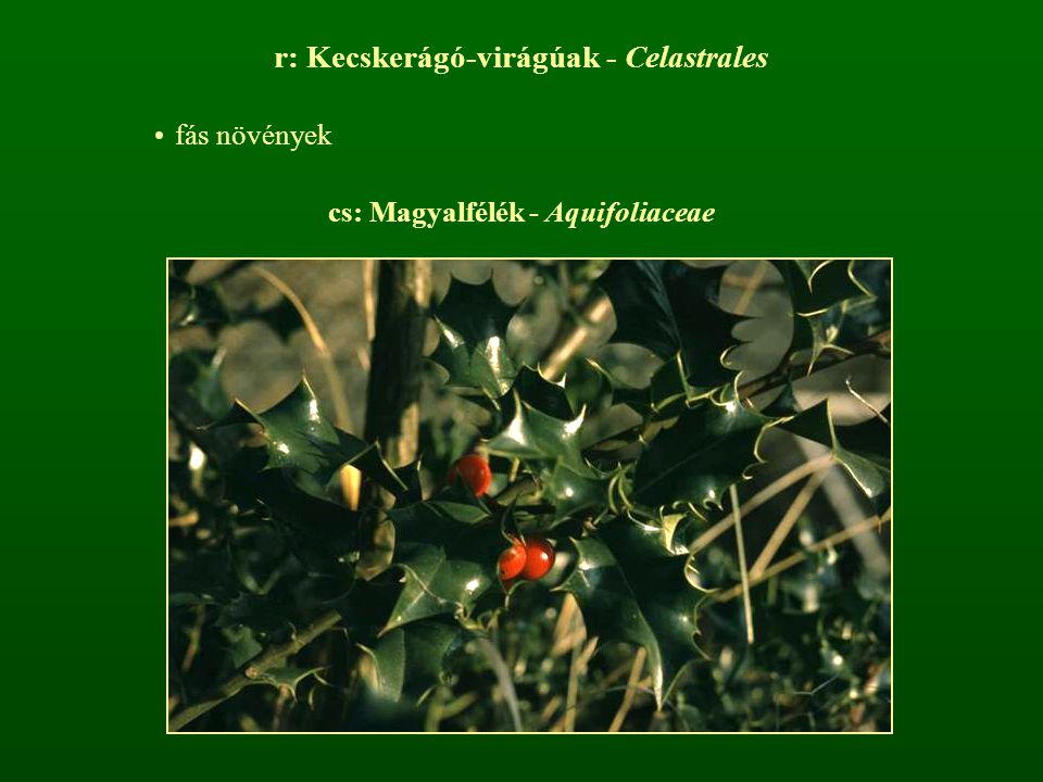 cs: Magyalfélék - Aquifoliaceae