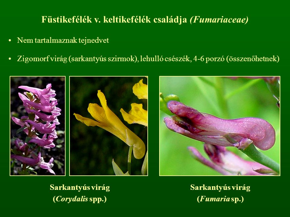 Füstikefélék v. keltikefélék családja (Fumariaceae)