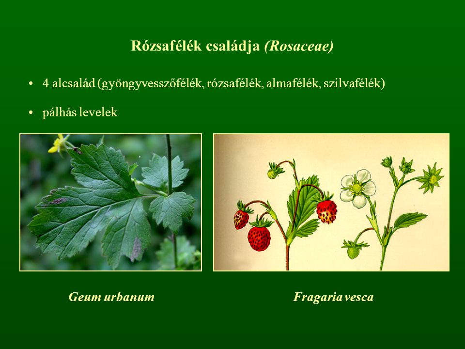 Rózsafélék családja (Rosaceae)