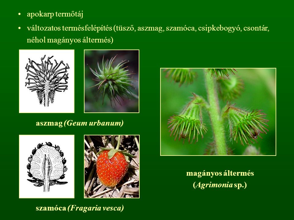 szamóca (Fragaria vesca)