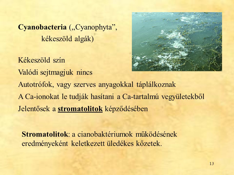 Cyanobacteria („Cyanophyta ,