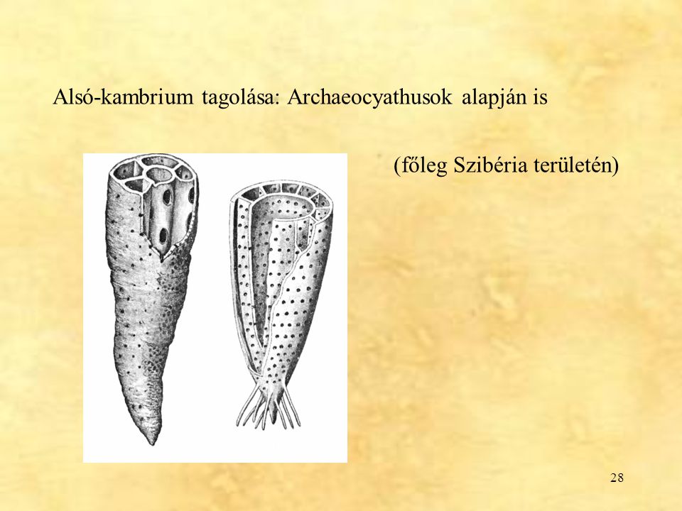 Alsó-kambrium tagolása: Archaeocyathusok alapján is