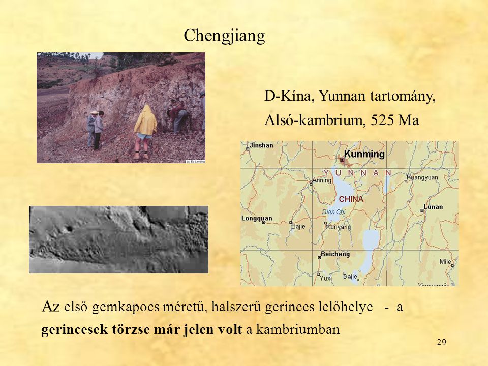 Chengjiang D-Kína, Yunnan tartomány, Alsó-kambrium, 525 Ma.