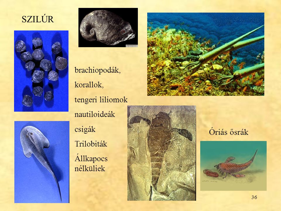SZILÚR Óriás ősrák brachiopodák, korallok, tengeri liliomok