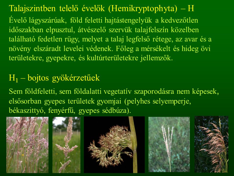 Talajszintben telelő évelők (Hemikryptophyta) – H