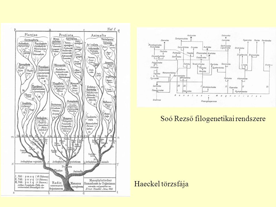 Soó Rezső filogenetikai rendszere