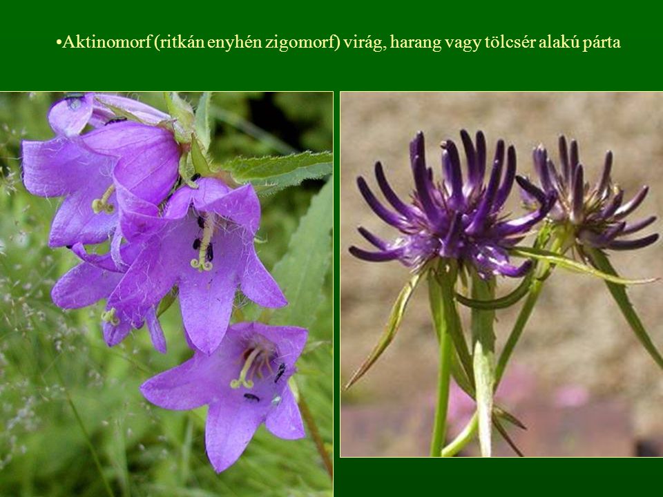 Aktinomorf (ritkán enyhén zigomorf) virág, harang vagy tölcsér alakú párta