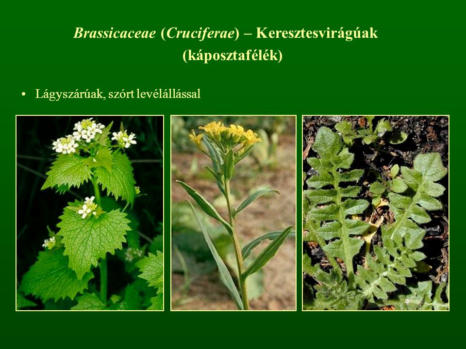 Brassicaceae (Cruciferae) – Keresztesvirágúak (káposztafélék)