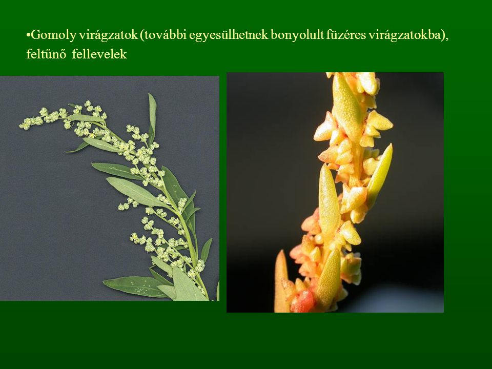 Gomoly virágzatok (további egyesülhetnek bonyolult füzéres virágzatokba), feltűnő fellevelek