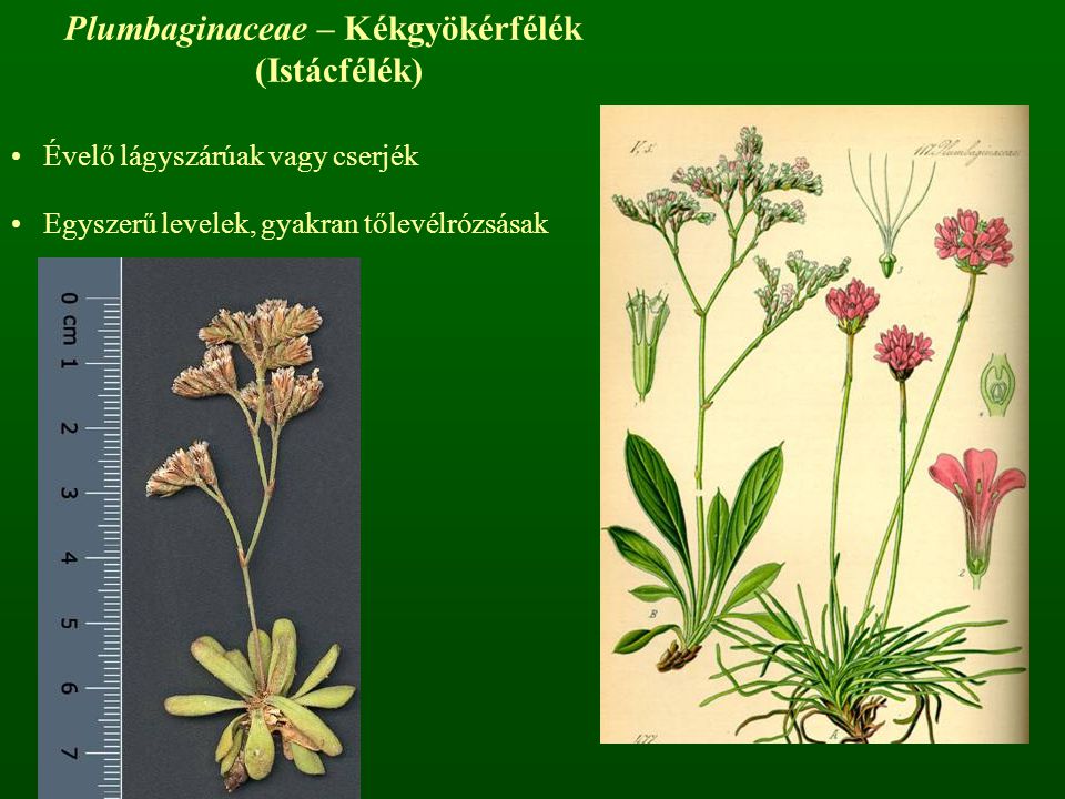 Plumbaginaceae – Kékgyökérfélék (Istácfélék)