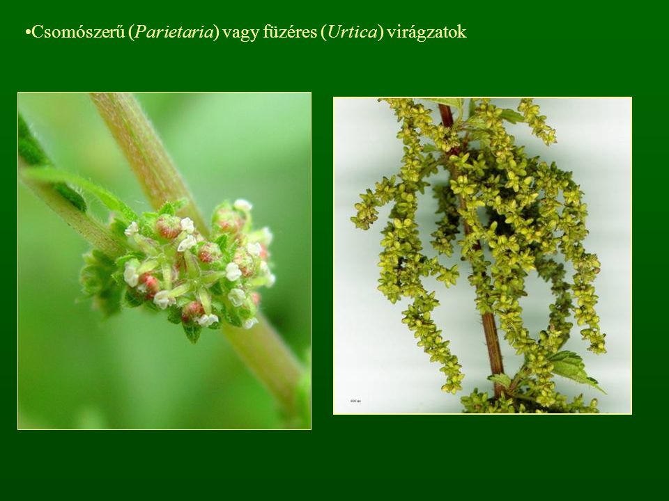 Csomószerű (Parietaria) vagy füzéres (Urtica) virágzatok