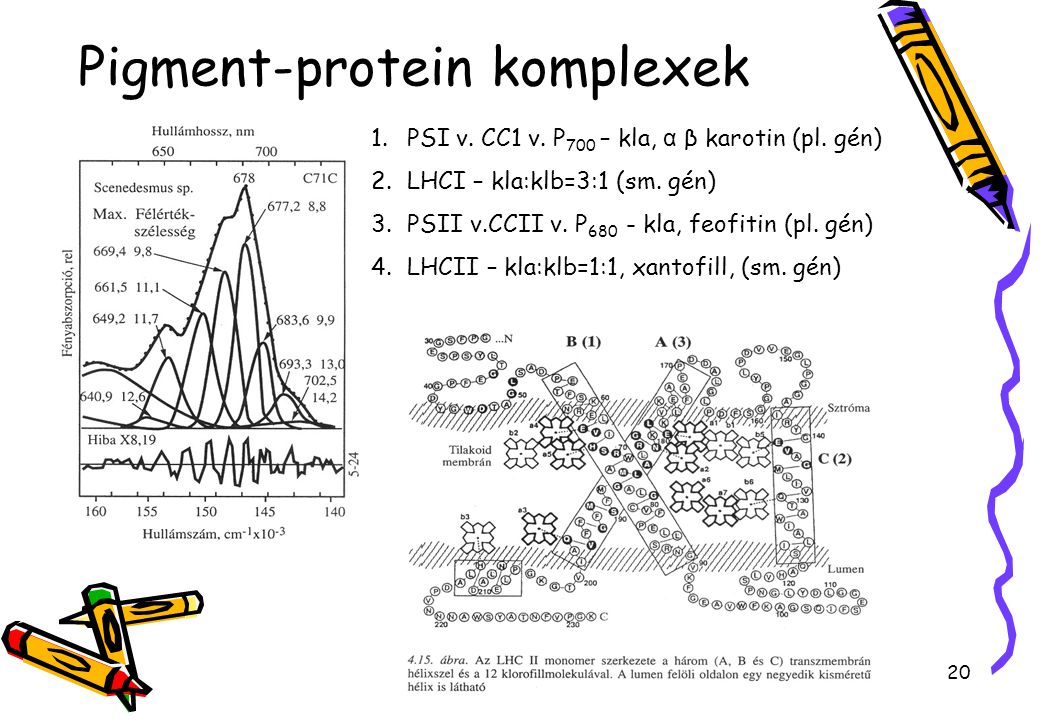 Pigment-protein komplexek