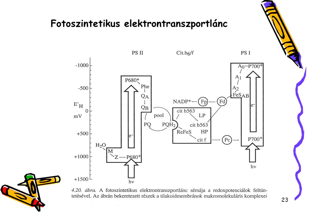 Fotoszintetikus elektrontranszportlánc