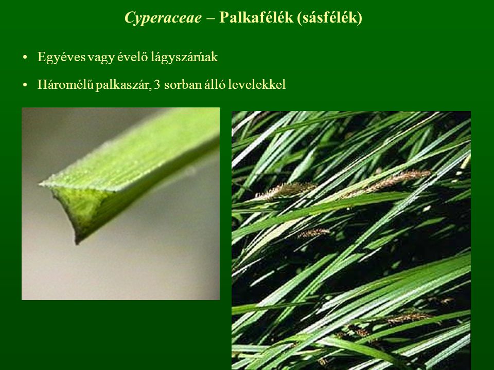 Cyperaceae – Palkafélék (sásfélék)