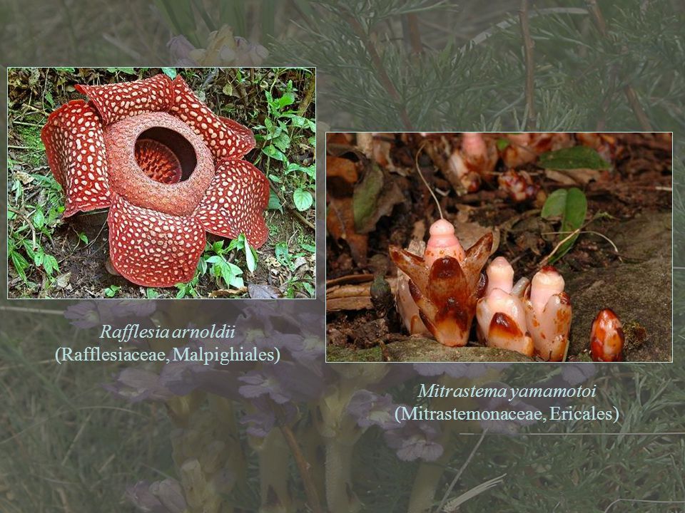 (Rafflesiaceae, Malpighiales)