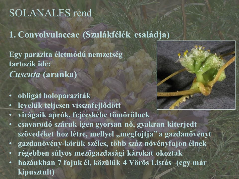 SOLANALES rend Convolvulaceae (Szulákfélék családja) Cuscuta (aranka)