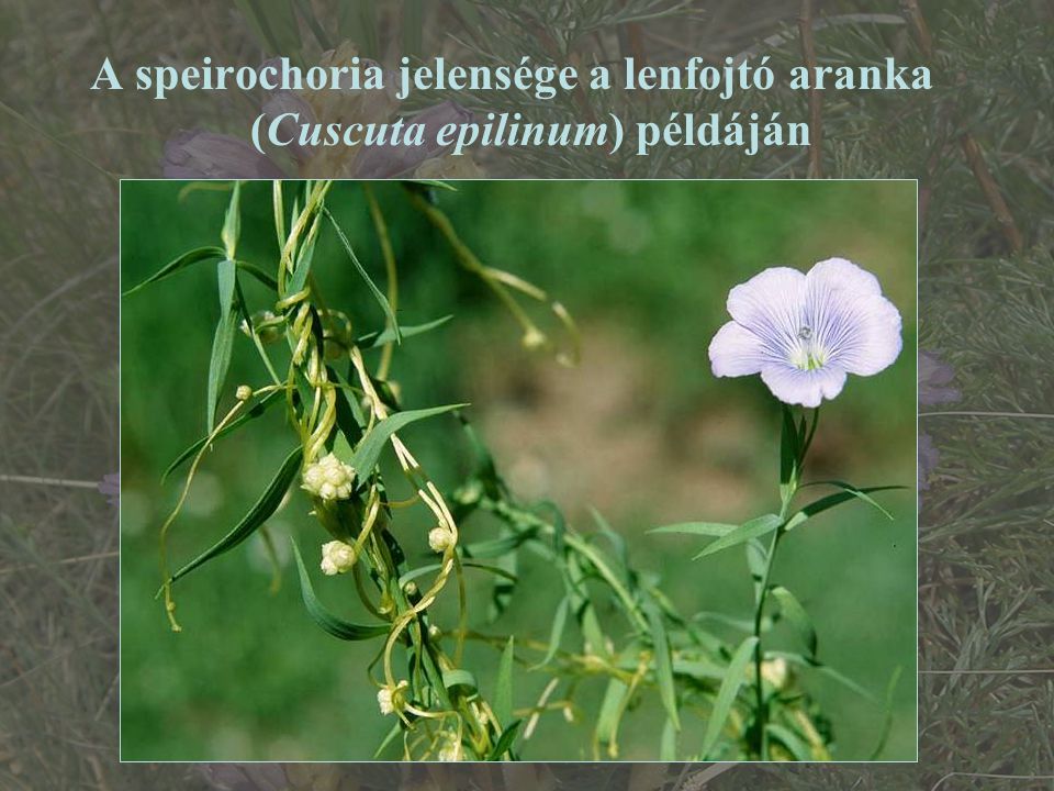 A speirochoria jelensége a lenfojtó aranka (Cuscuta epilinum) példáján