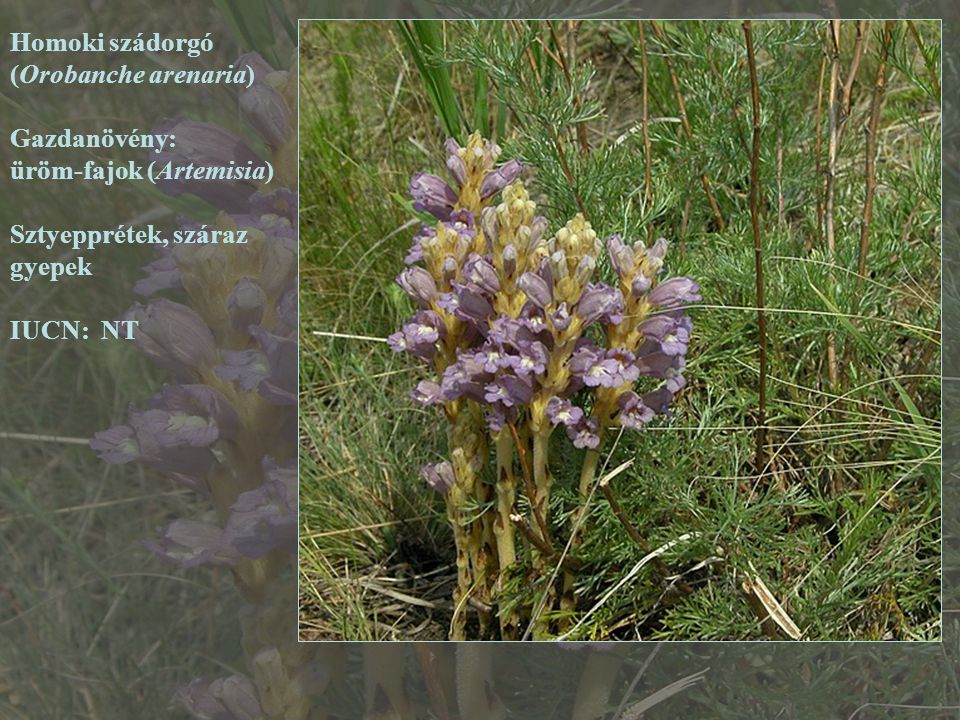 Homoki szádorgó (Orobanche arenaria) Gazdanövény: üröm-fajok (Artemisia) Sztyepprétek, száraz. gyepek.