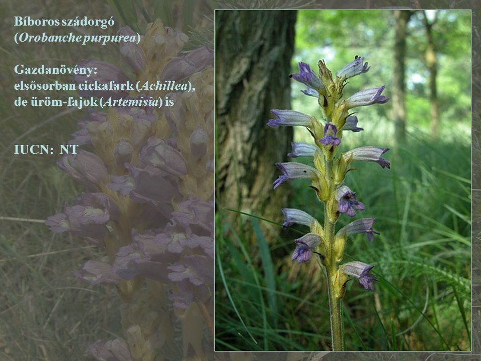 Bíboros szádorgó (Orobanche purpurea) Gazdanövény: elsősorban cickafark (Achillea), de üröm-fajok (Artemisia) is.